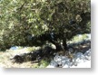 My olives tree